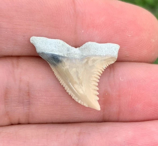 Fossil Hemipristis serra - Lee Creek Mine