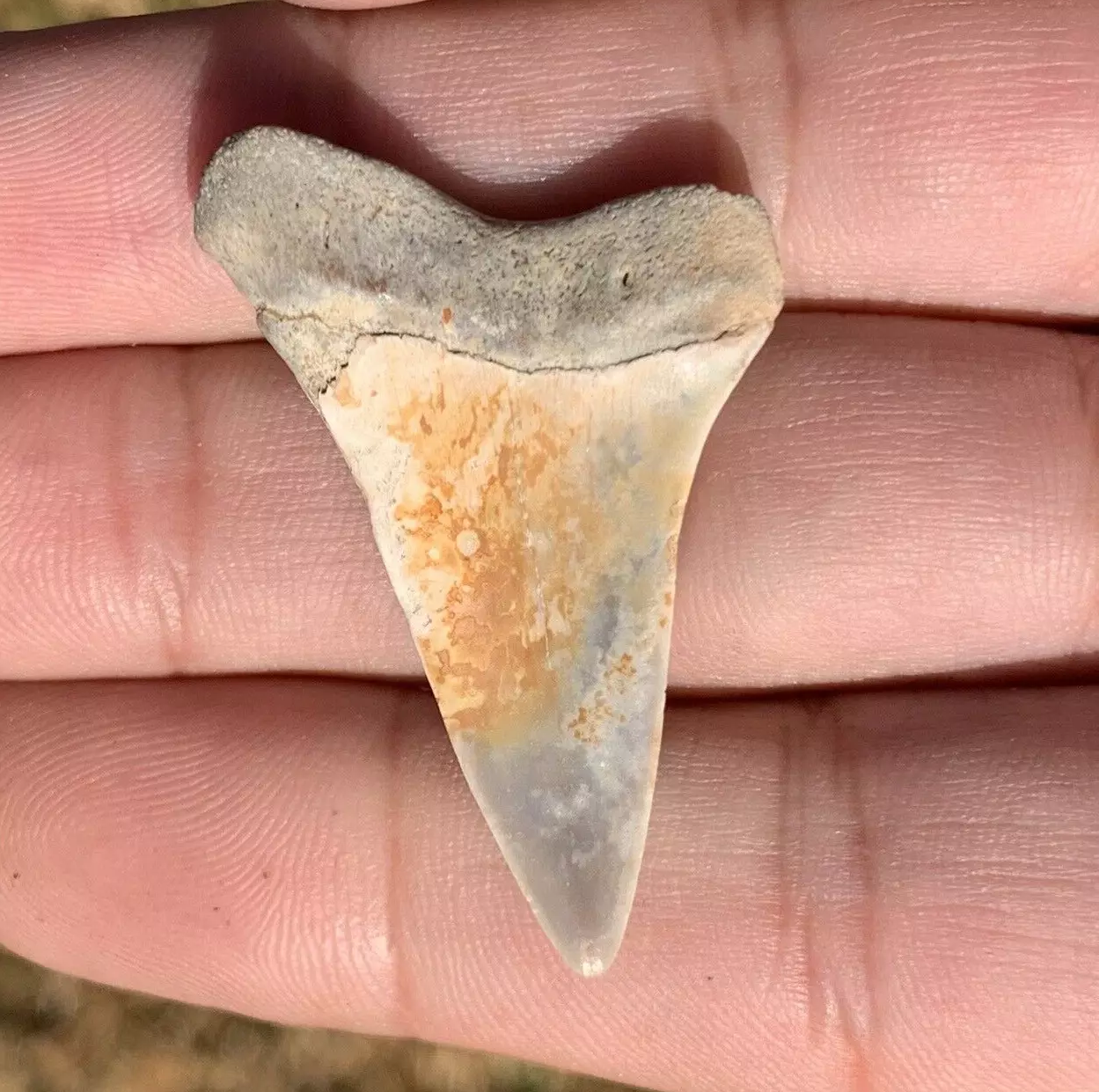 1.63” Carcharodon hastalis - Virginia
