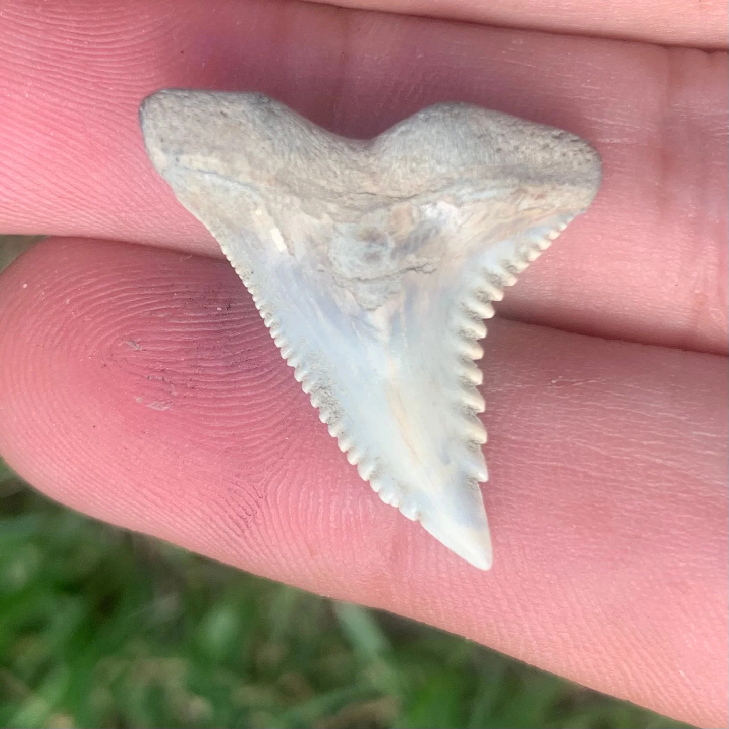 1.13” Hemipristis serra Shark Tooth - Virginia