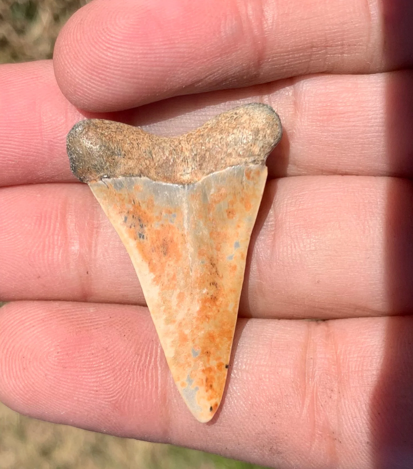 1.58” Carcharodon hastalis - Virginia