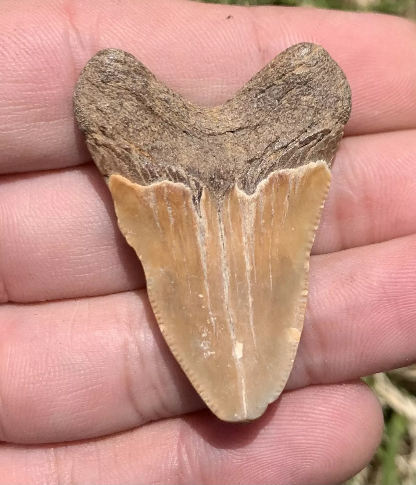 1.76” Otodus Megalodon - Virginia