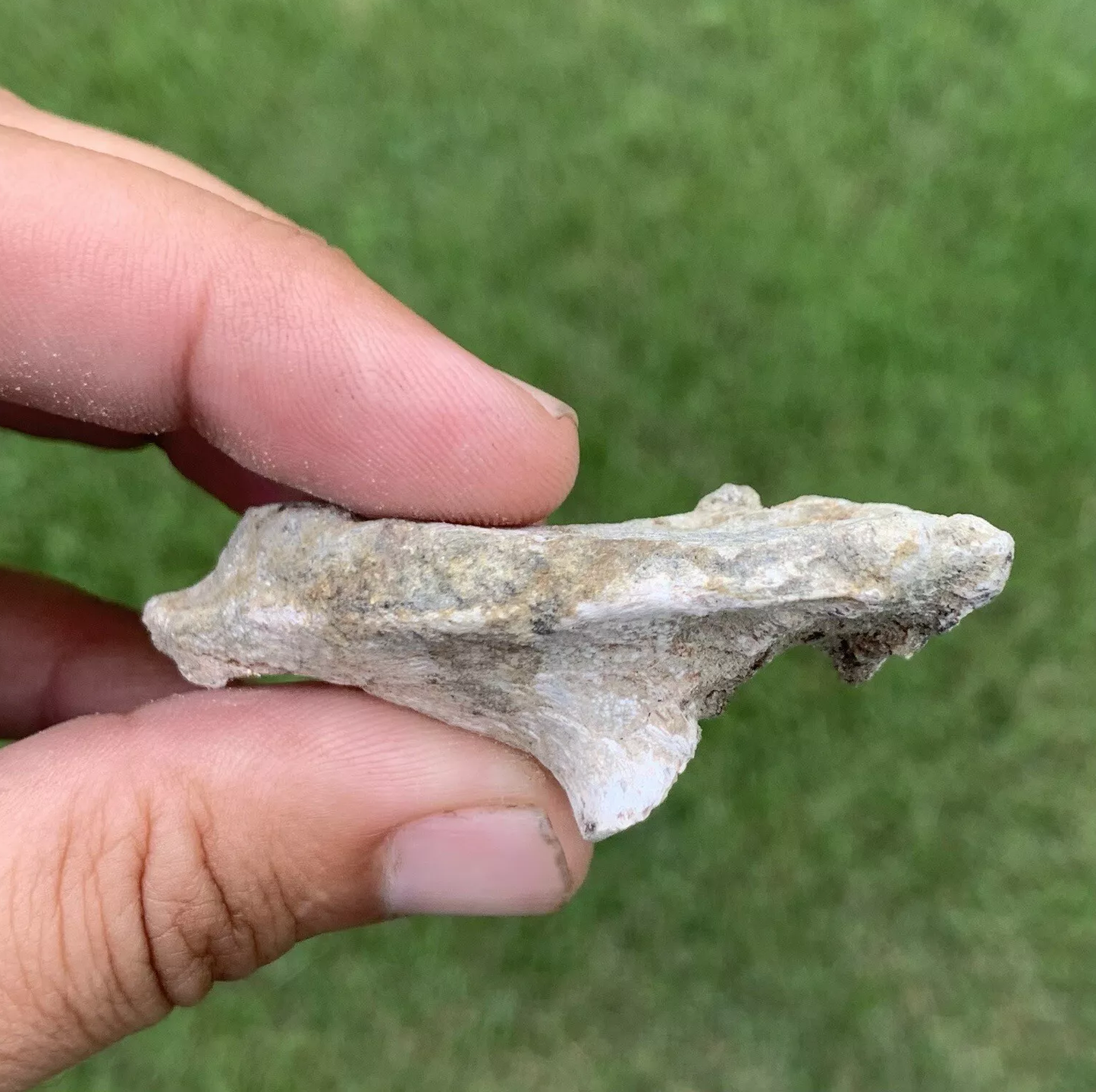 Pogoniasis, Drum Fish, Mouth Plate, Miocene, Virginia