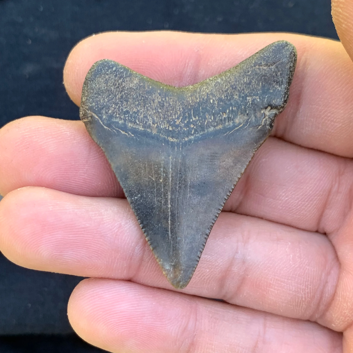 2” Otodus Megalodon - Virginia