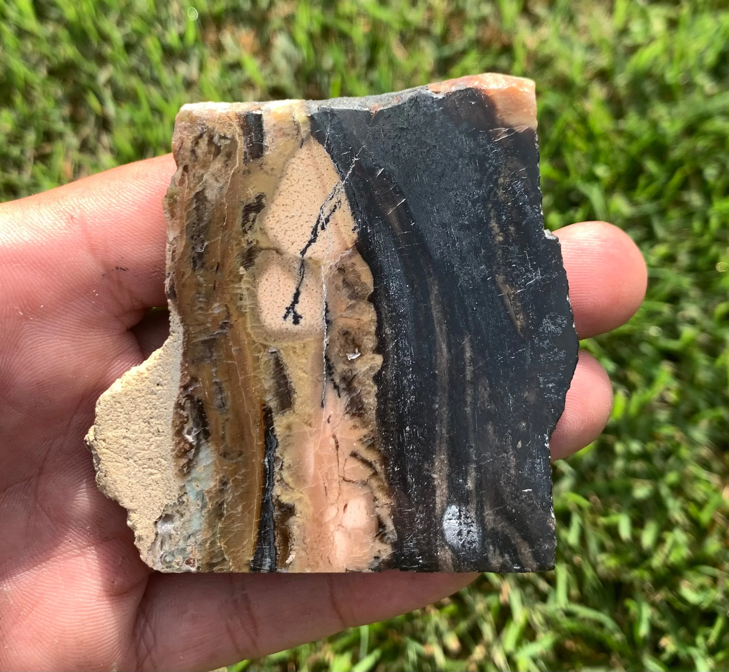 Polished Agatized Fossil Wood from Indonesia