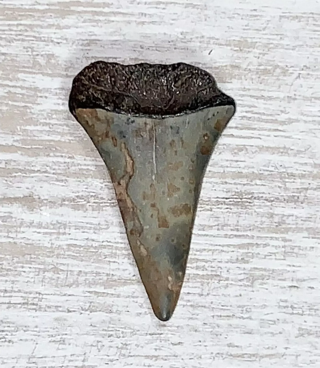 1.3" Carcharodon hastalis - Virginia
