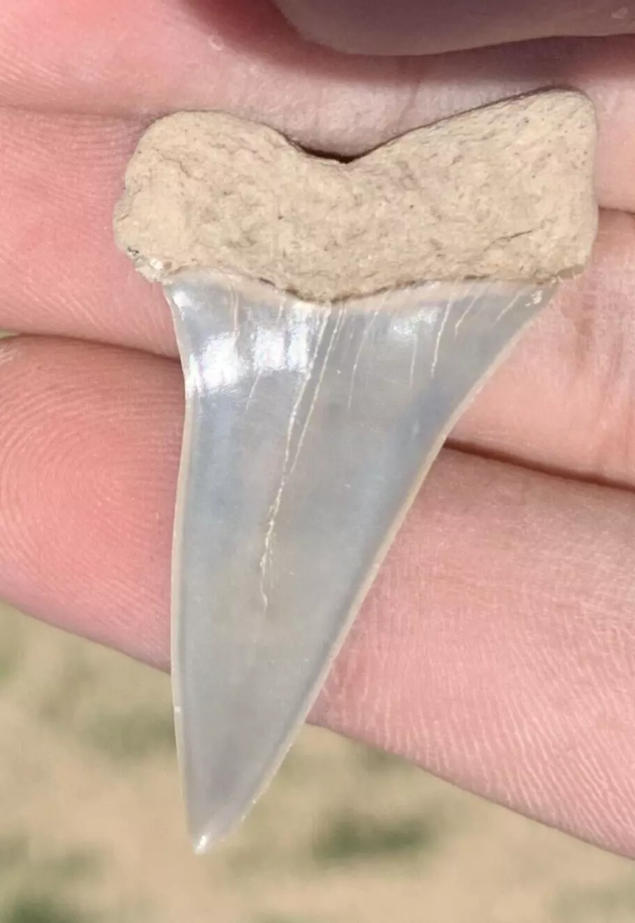 1.74” Carcharodon hastalis - Virginia