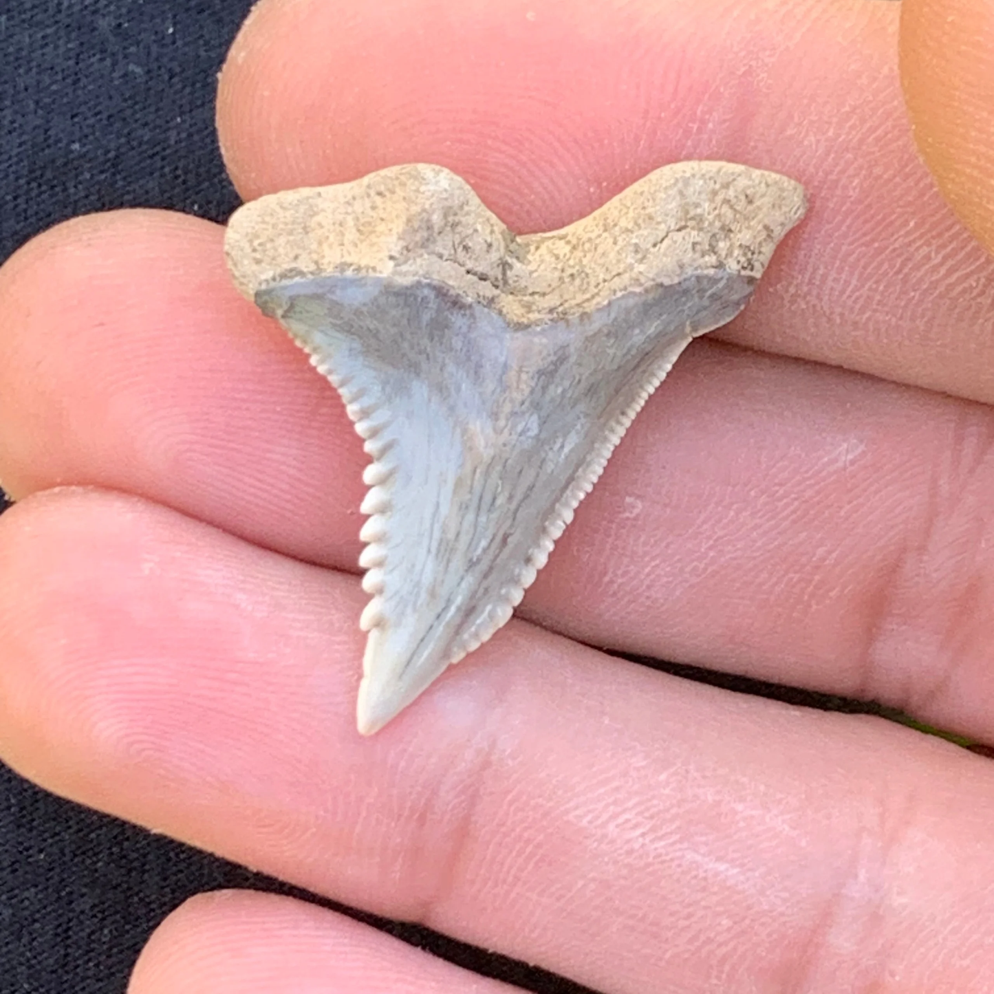 1.35” Hemipristis serra Shark Tooth - Virginia