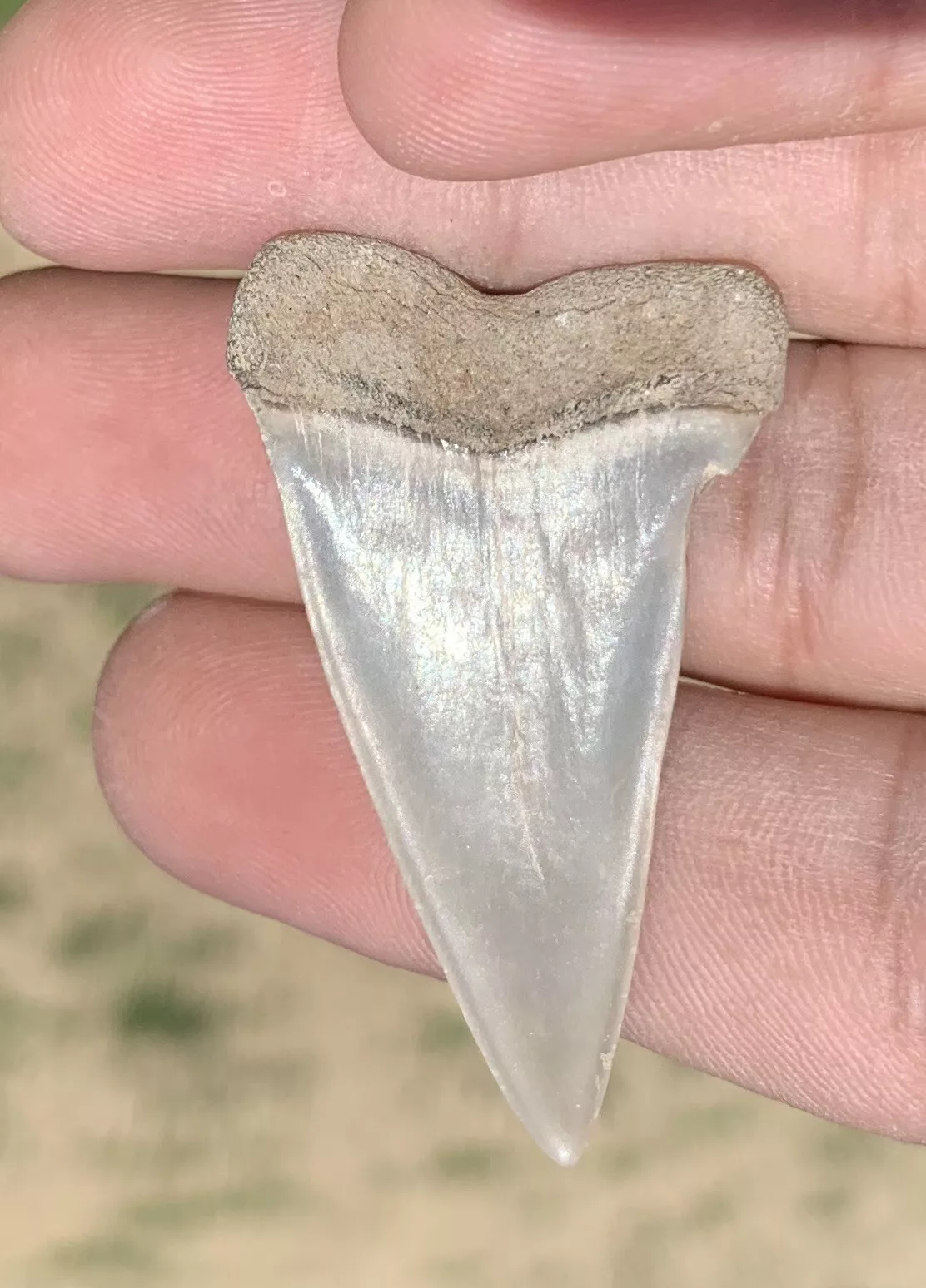 1.79" Carcharodon hastalis - Virginia