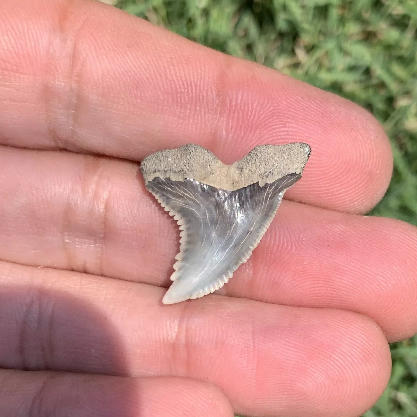 1" Hemipristis serra - Virginia