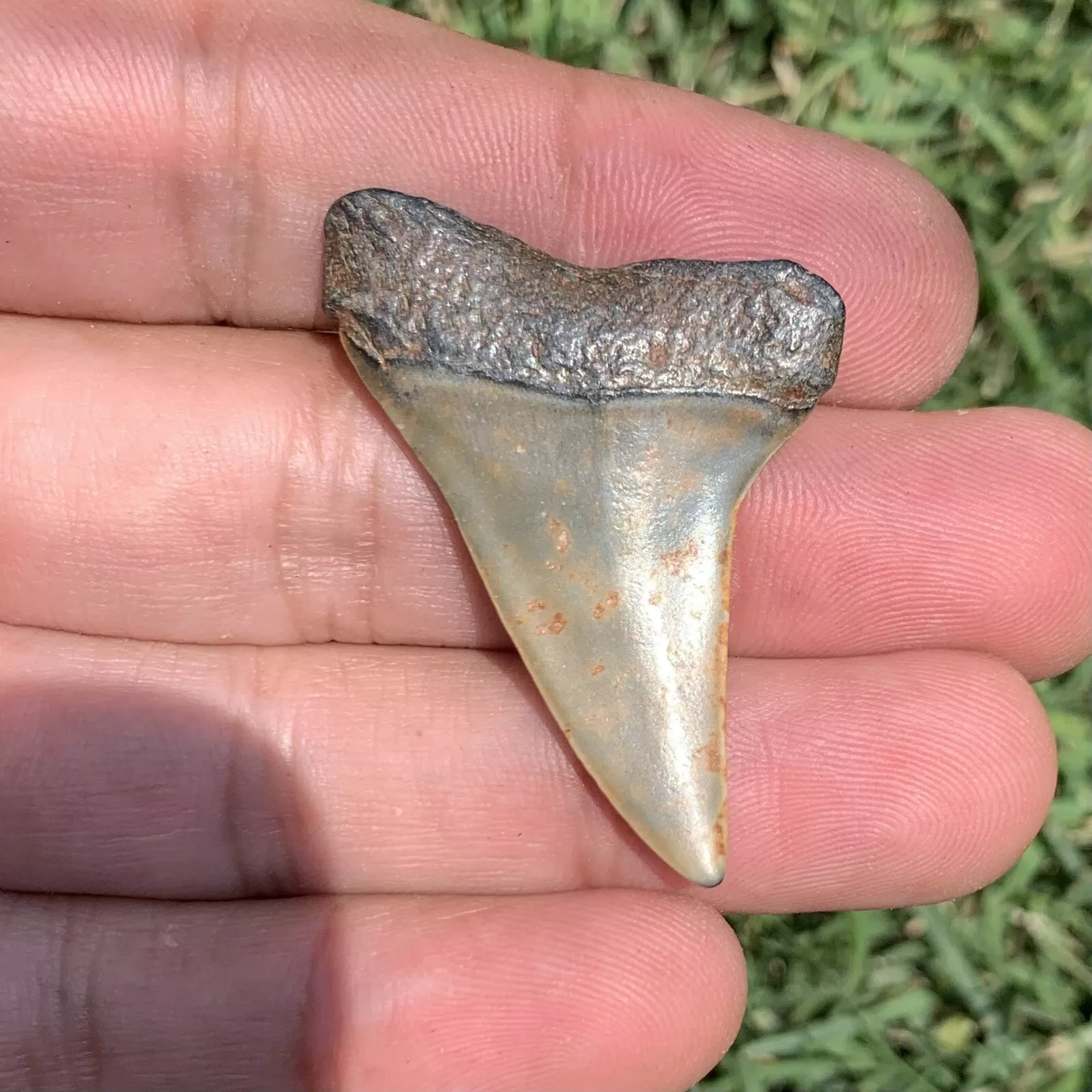 1.74” Carcharodon hastalis - Virginia
