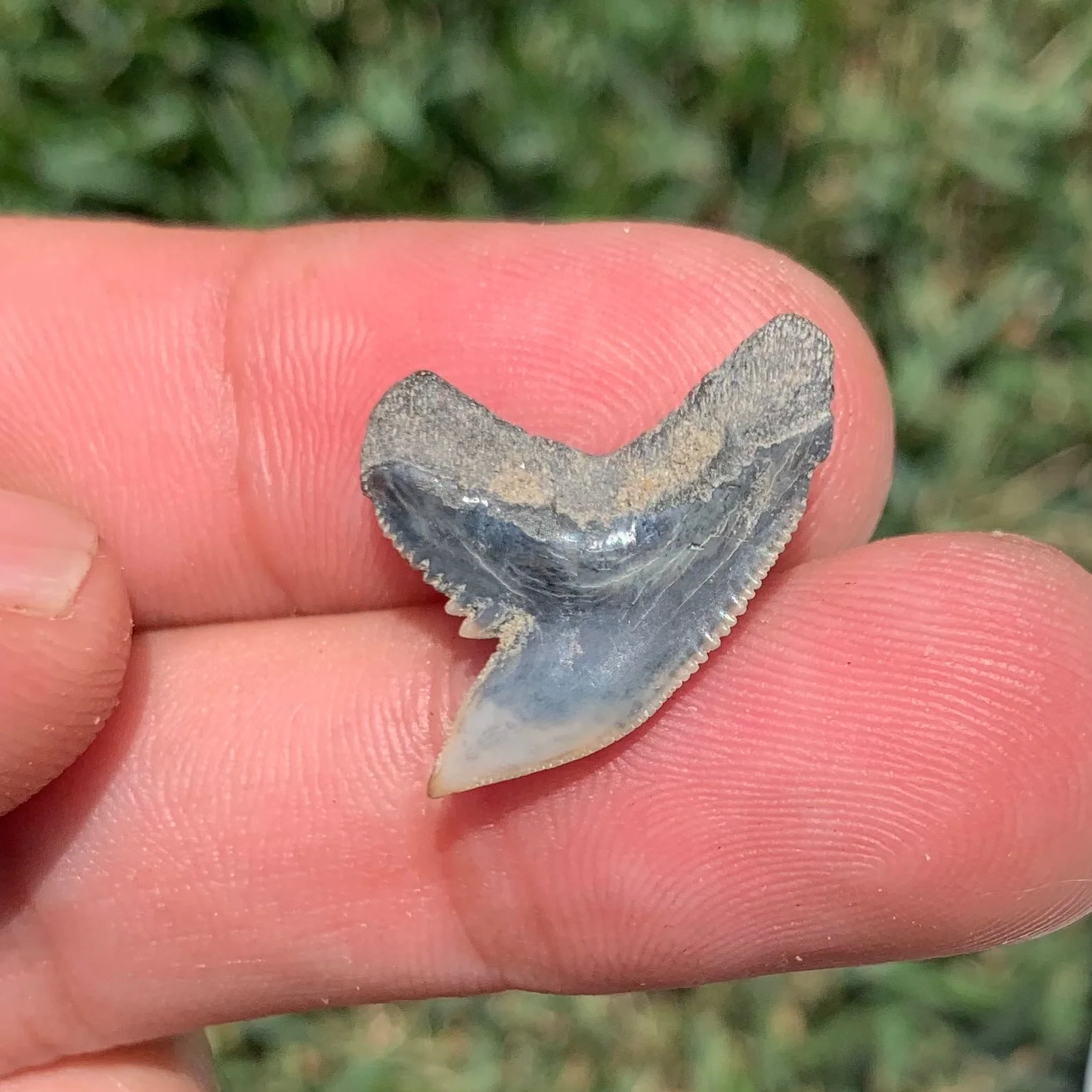 Galeocerdo aduncus tiger shark tooth - Virginia