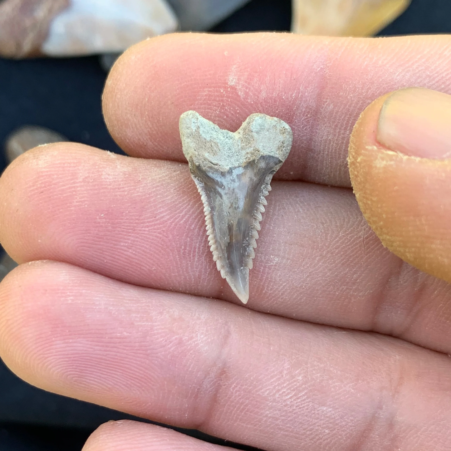 .91” Hemipristis serra Shark Tooth - Virginia
