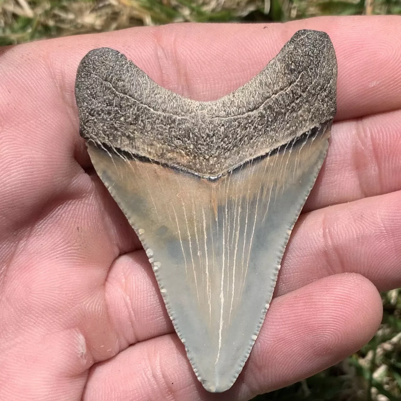2.34” Otodus Megalodon - Maryland