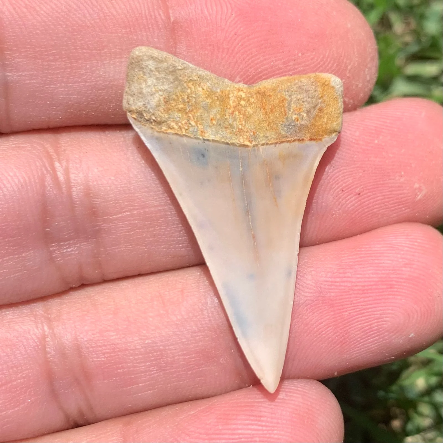 1.54” Carcharodon hastalis - Bakersfield