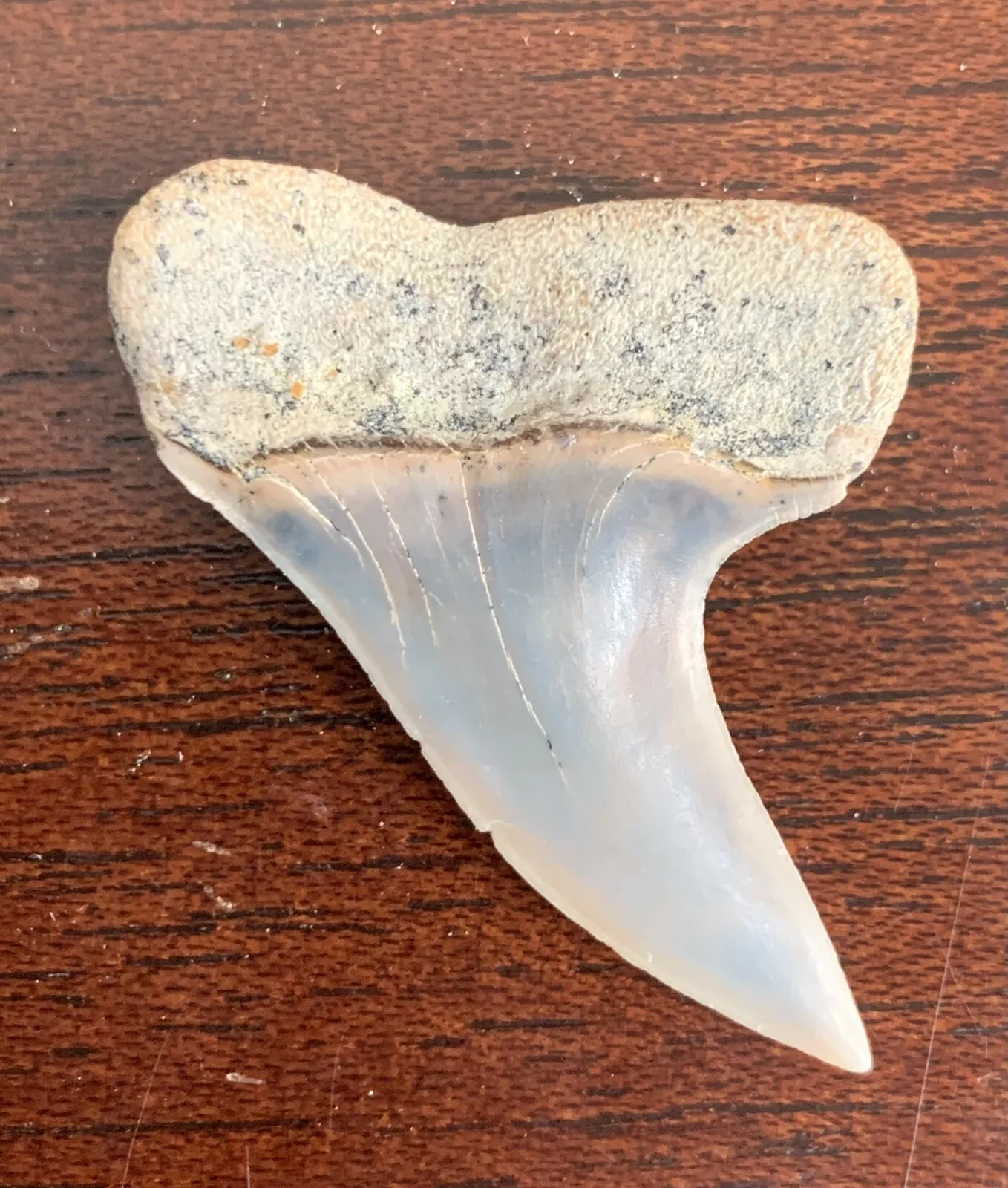 1.59" Carcharodon planus - Bakersfield