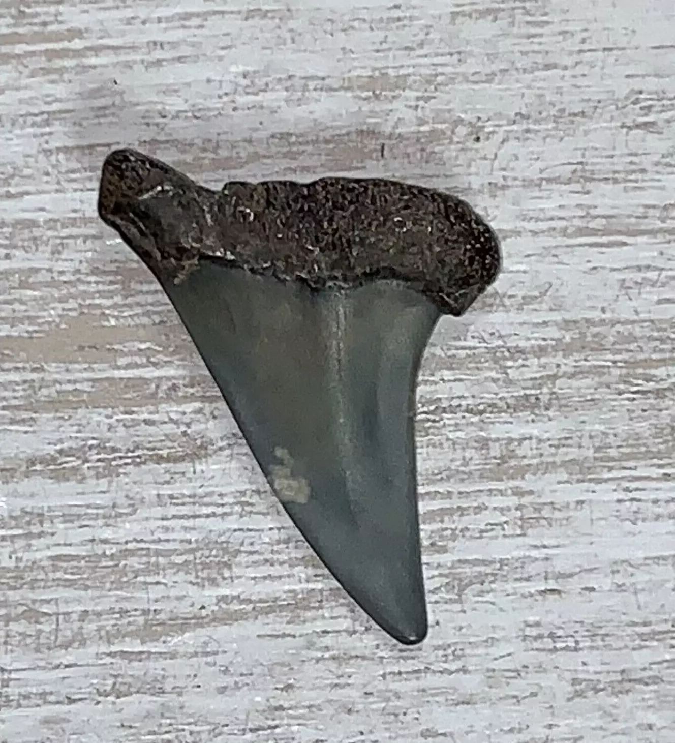 1.3" Carcharodon hastalis - Virginia