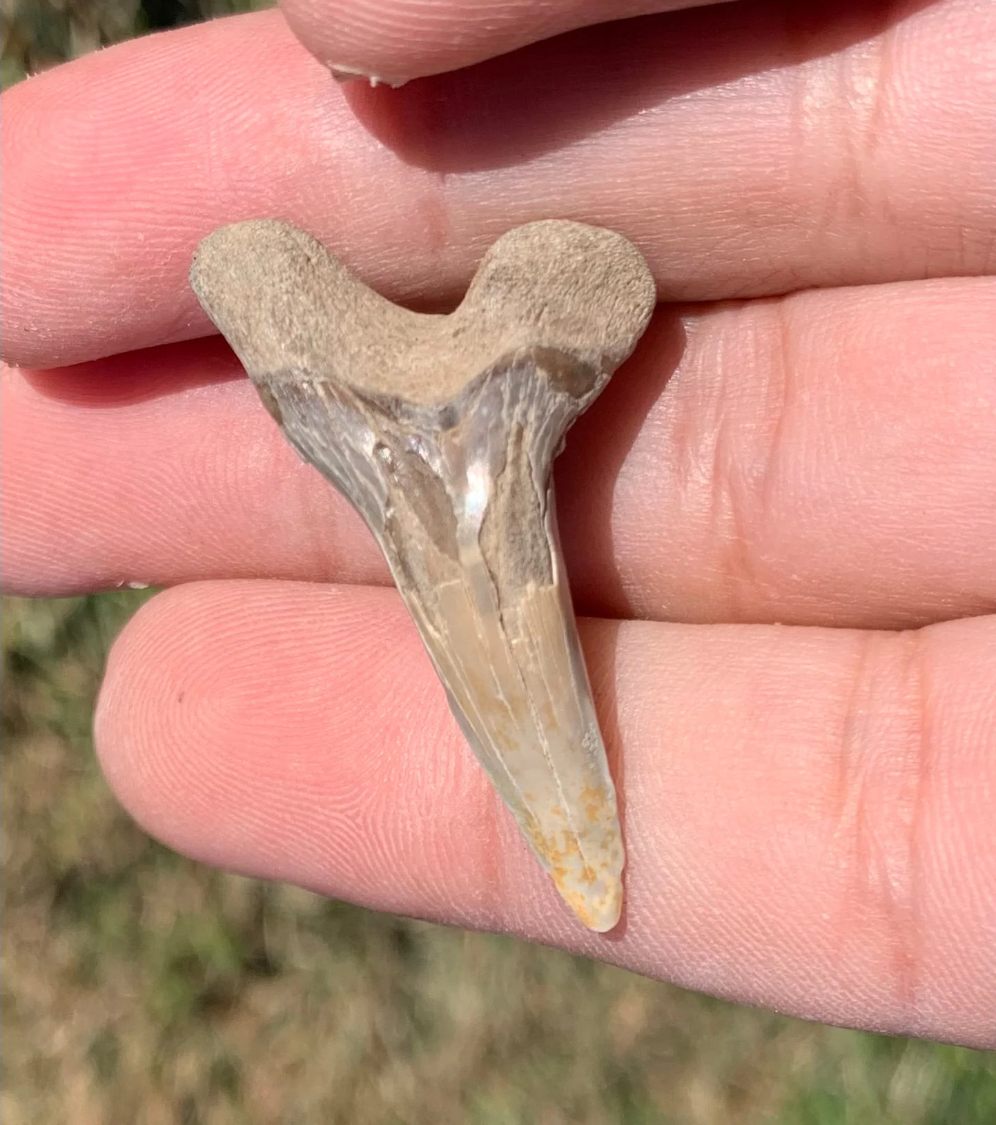 1.53” Hemipristis serra Shark tooth - Virginia