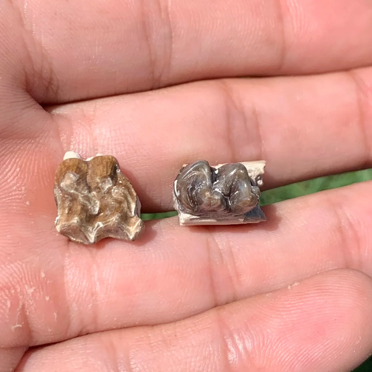 Fossil Horse Upper and Lower teeth, Mesohippus