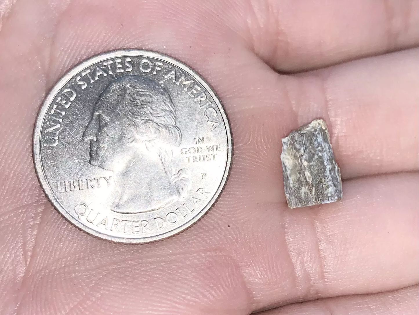 Edmontosaurus Dinosaur Tooth, Hell Creek Formation SD, Hadrosaur, Duck-billed