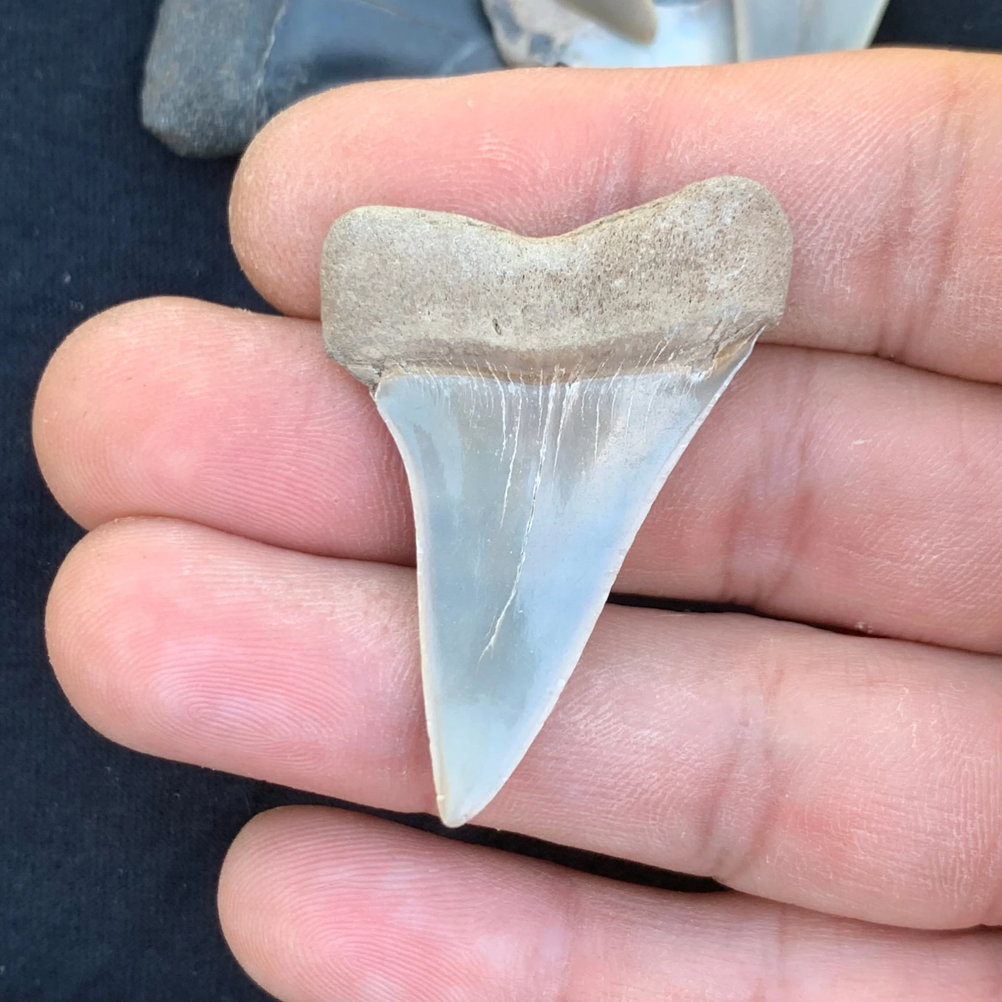 1.86” Carcharodon hastalis - Virginia