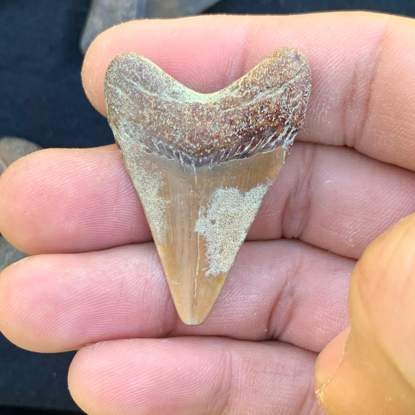 1.74” Otodus Megalodon - Virginia