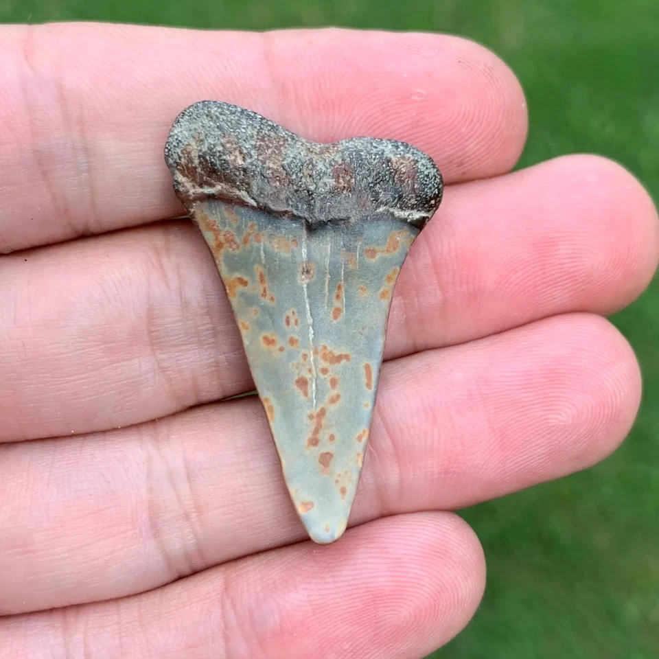 Fossil Carcharodon hastalis - Virginia