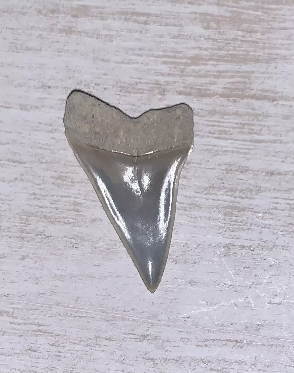 1.4” Carcharodon hastalis - Lee Creek Mine