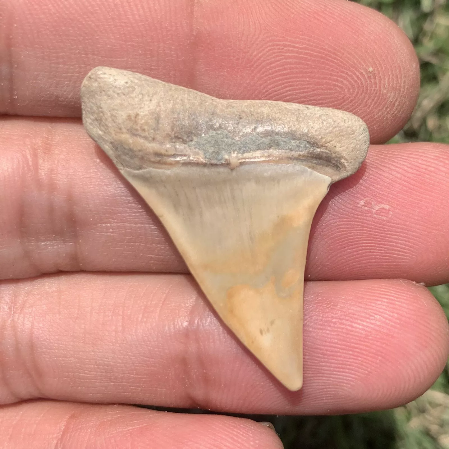 1.5 ” Carcharodon hastalis - Virginia