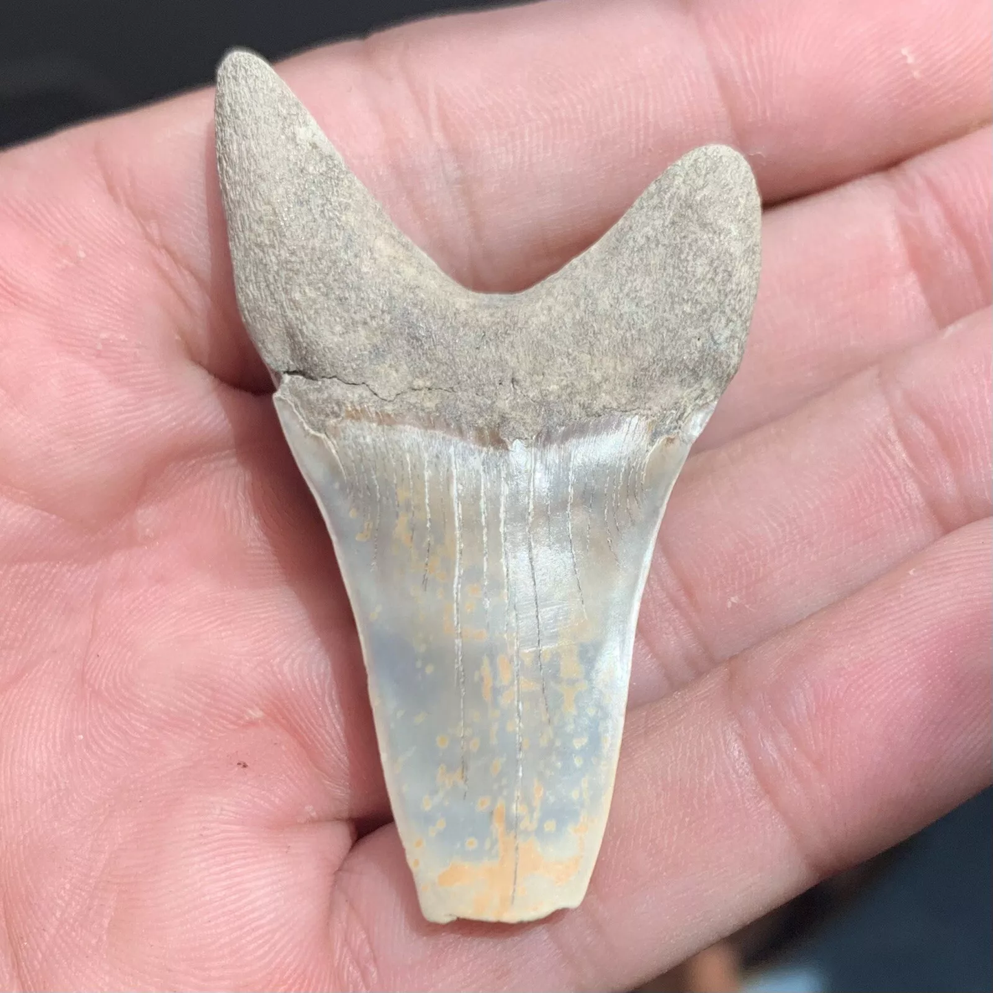 2.27" Carcharodon hastalis - Virginia