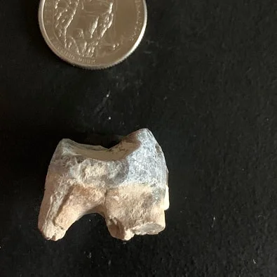 Archaeotherium Molar Tooth