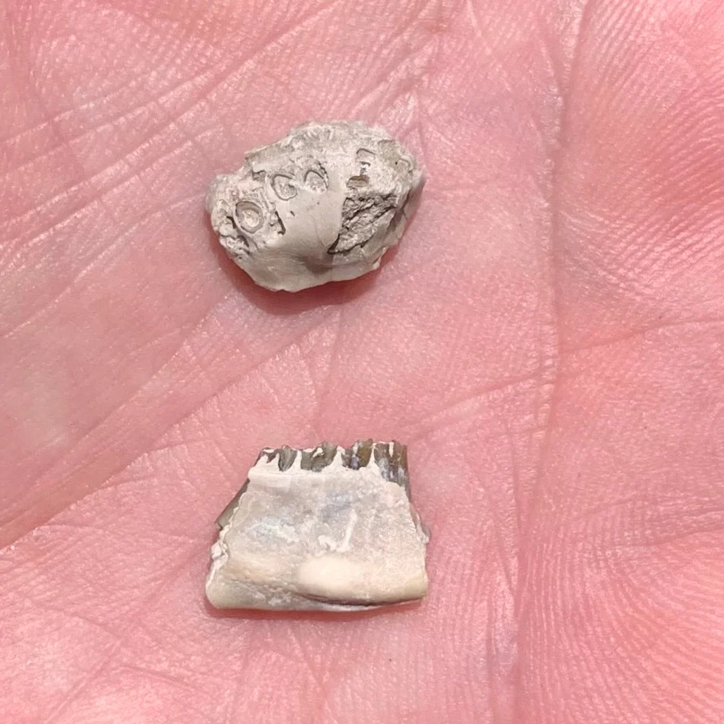 Fossil Rabbit Lower Jaw and Partial Palate, Palaeolagus