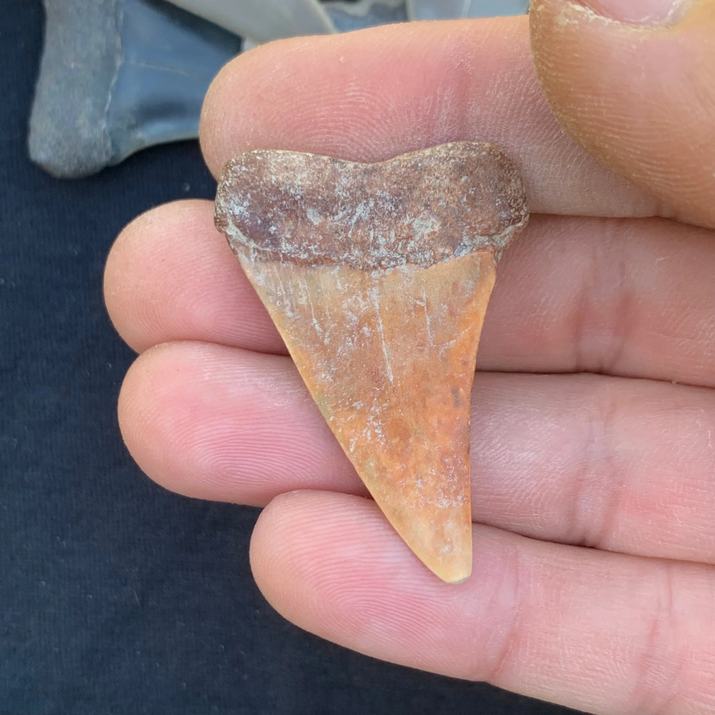 1.75” Carcharodon hastalis - Virginia