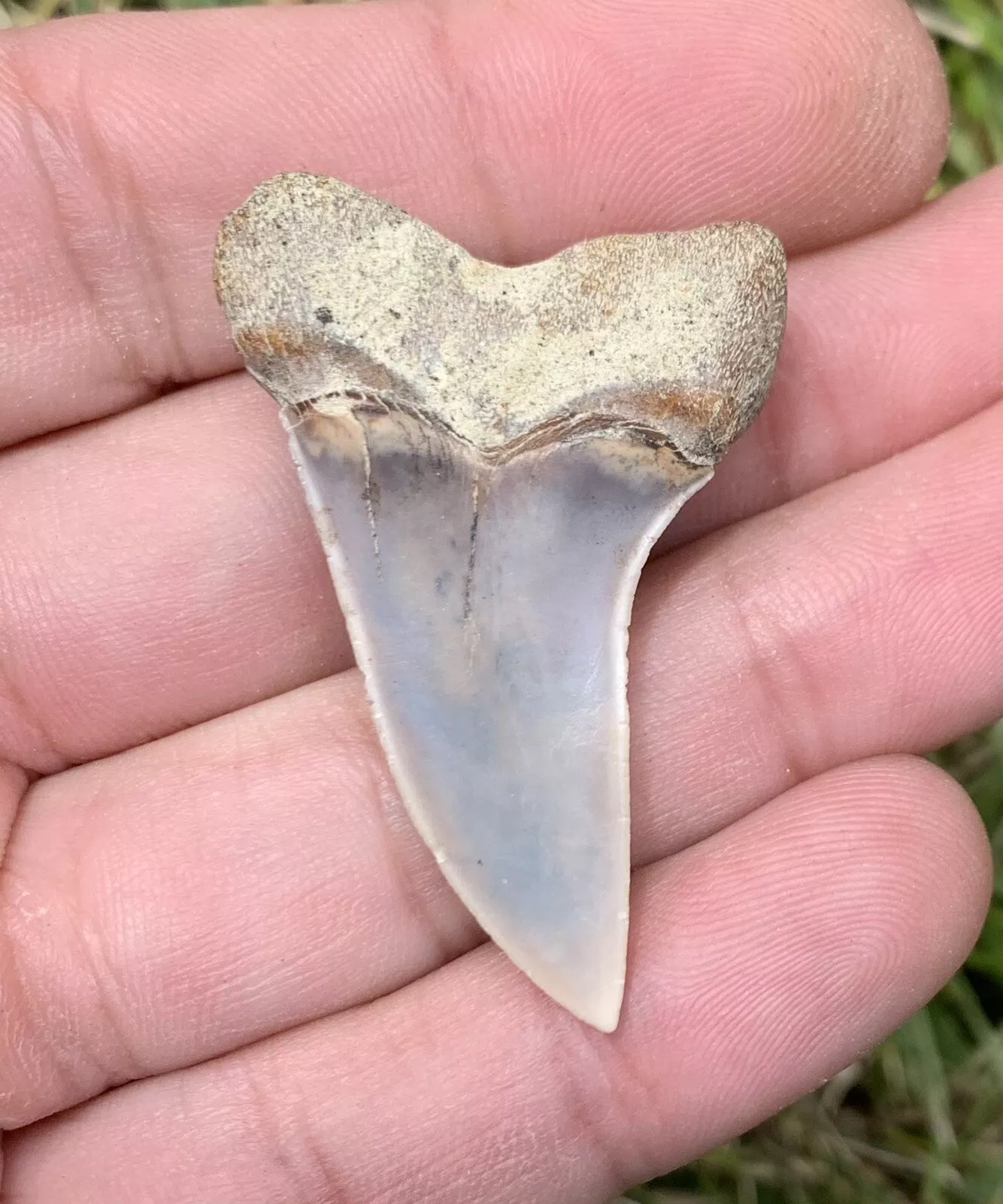 1.76" Carcharodon planus - Bakersfield California