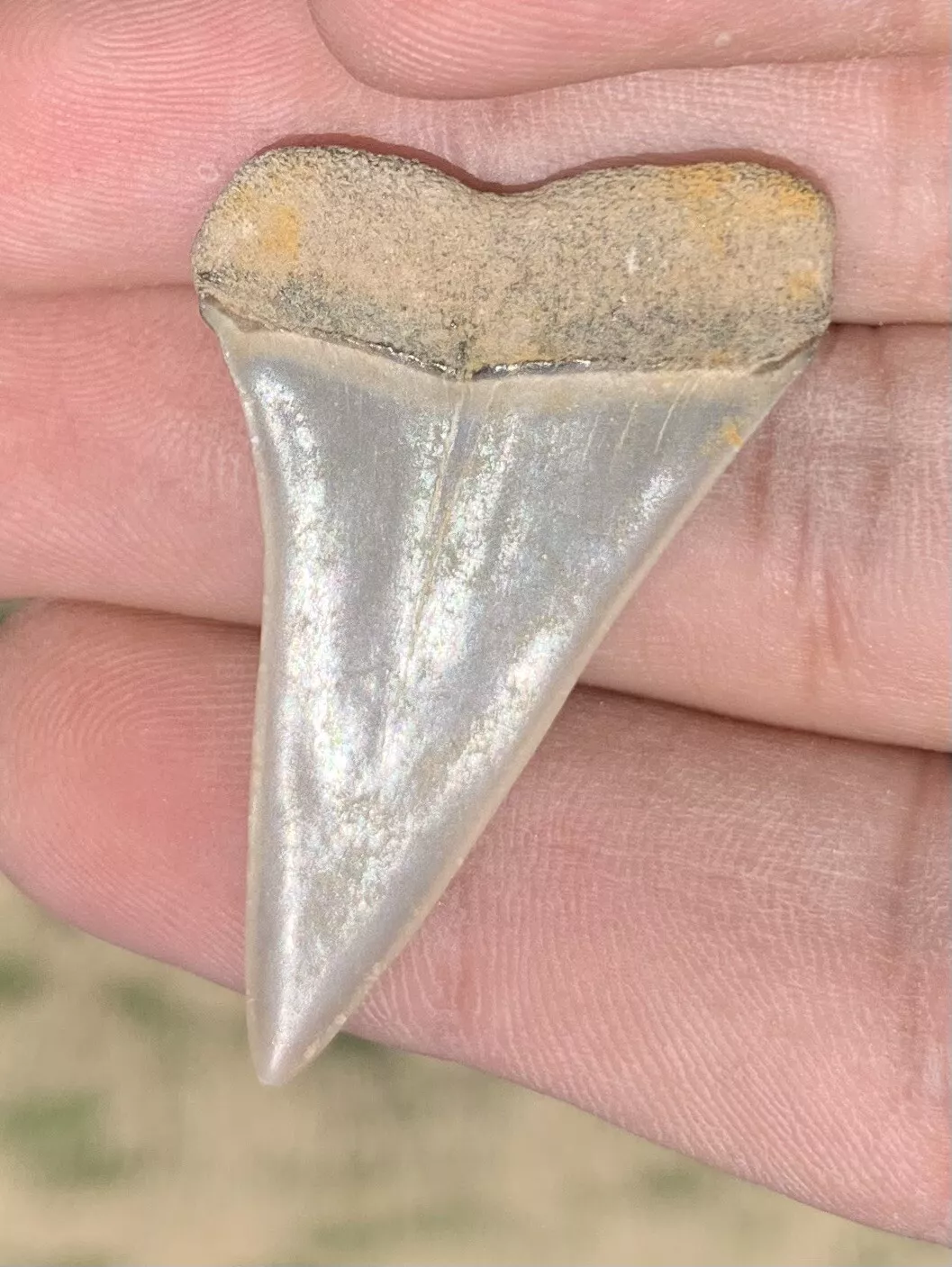1.73” Carcharodon hastalis - Virginia