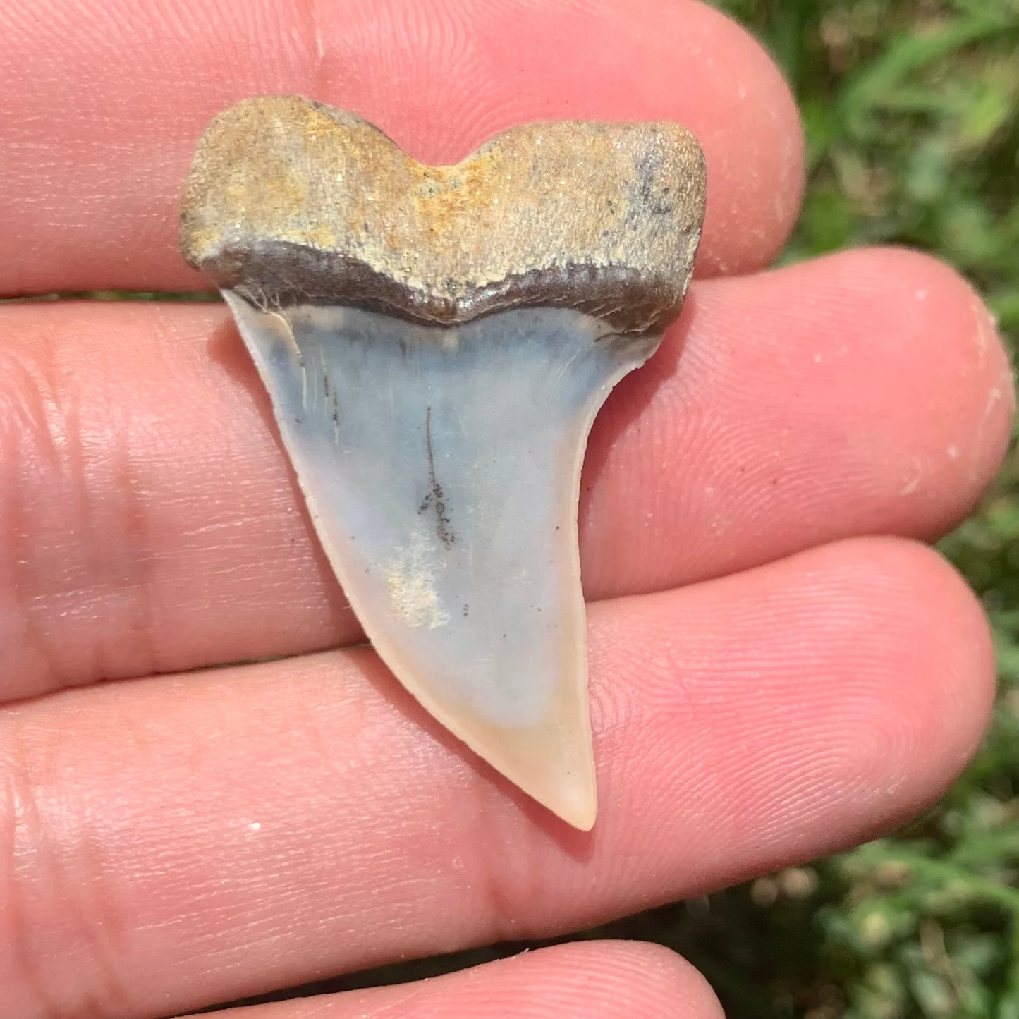 1.4" Carcharodon planus - Bakersfield