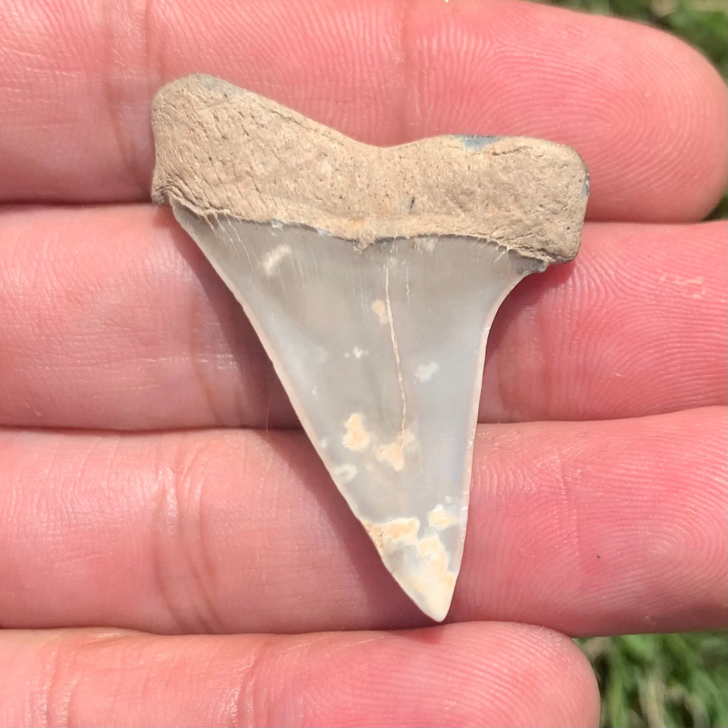 1.75” Carcharodon hastalis - Virginia