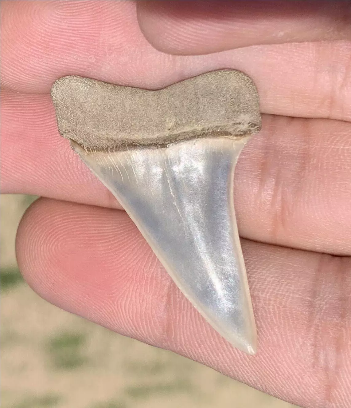 1.67” Carcharodon hastalis - Virginia