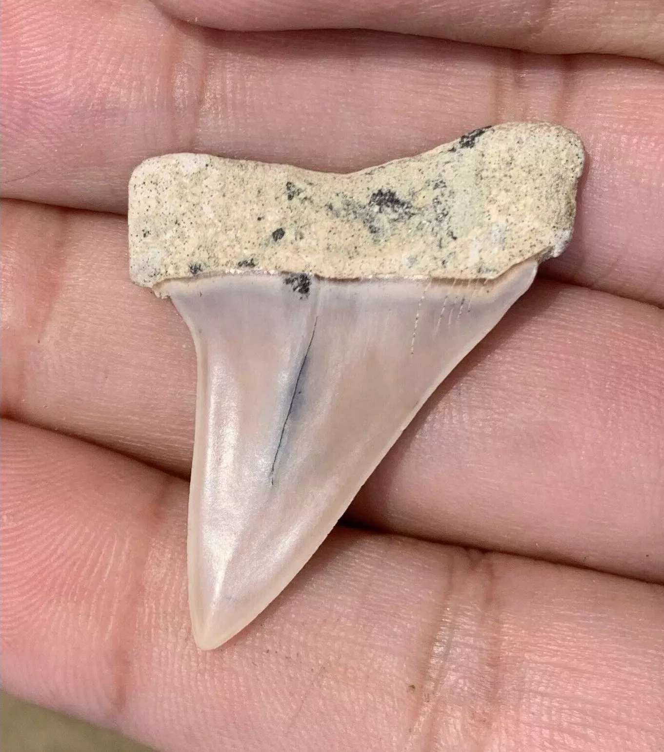 1.47” Carcharodon hastalis - Bakersfield