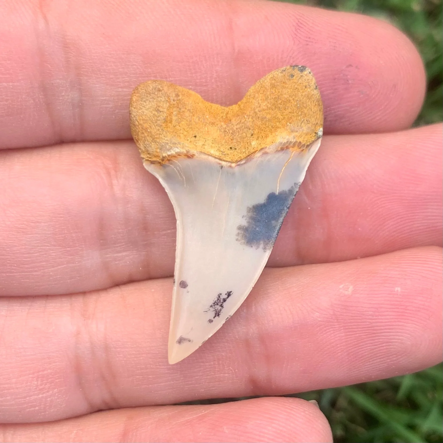 1.46" Carcharodon planus - Bakersfield