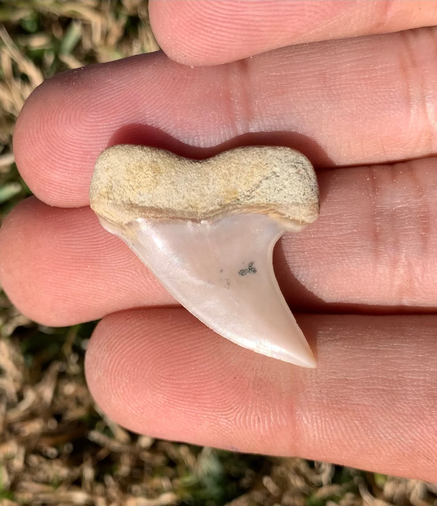 1.32" Carcharodon planus - Bakersfield