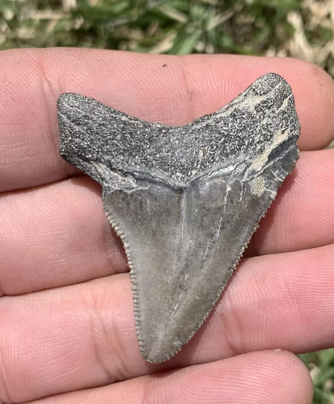 1.81” Otodus Megalodon - Virginia