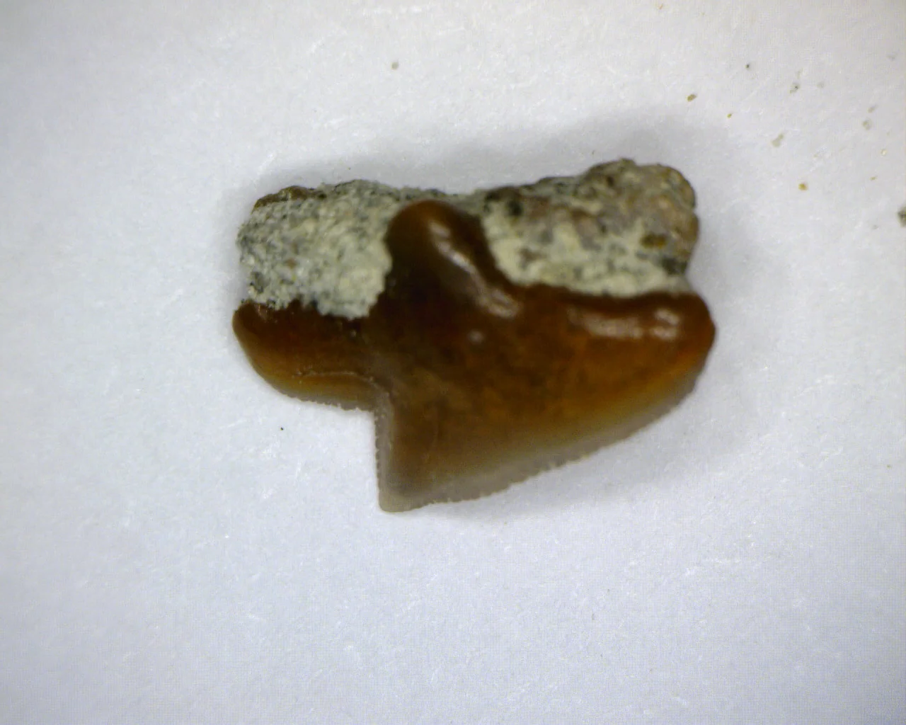 Squalus occidentalis - Bakersfield