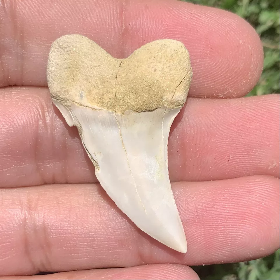 1.65" Carcharodon planus - Bakersfield California