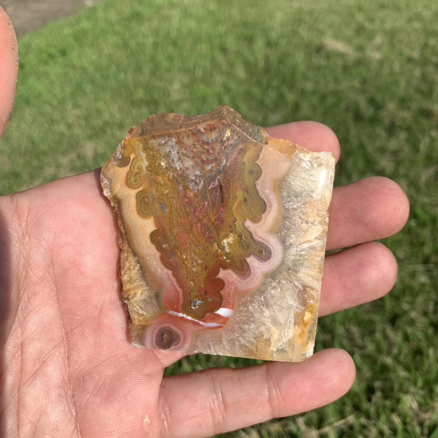 Polished Agatized Banded Palm Root from Indonesia, Slab, Slice