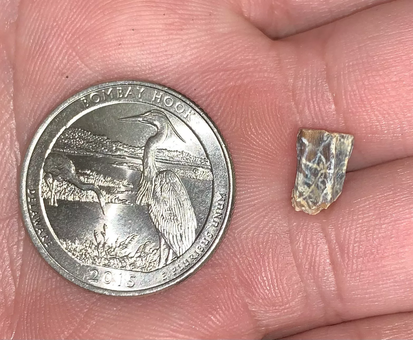 Edmontosaurus Dinosaur Tooth, Hell Creek Formation SD, Hadrosaur, Duck-billed