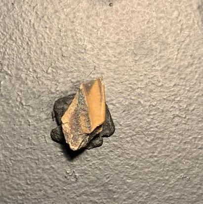 Edmontosaurus Dinosaur Tooth, Hell Creek Formation SD, Hadrosaur, Duck-billed