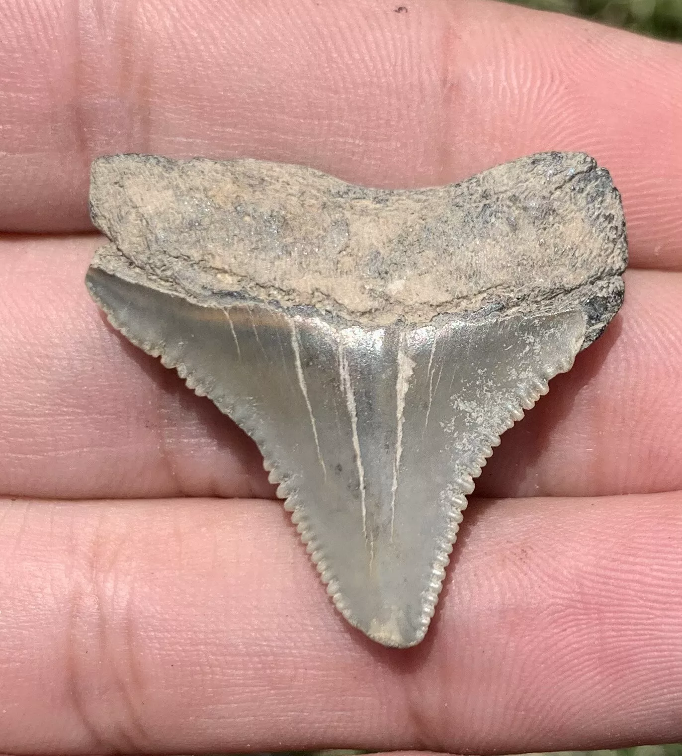 1.37” Otodus Megalodon - Maryland