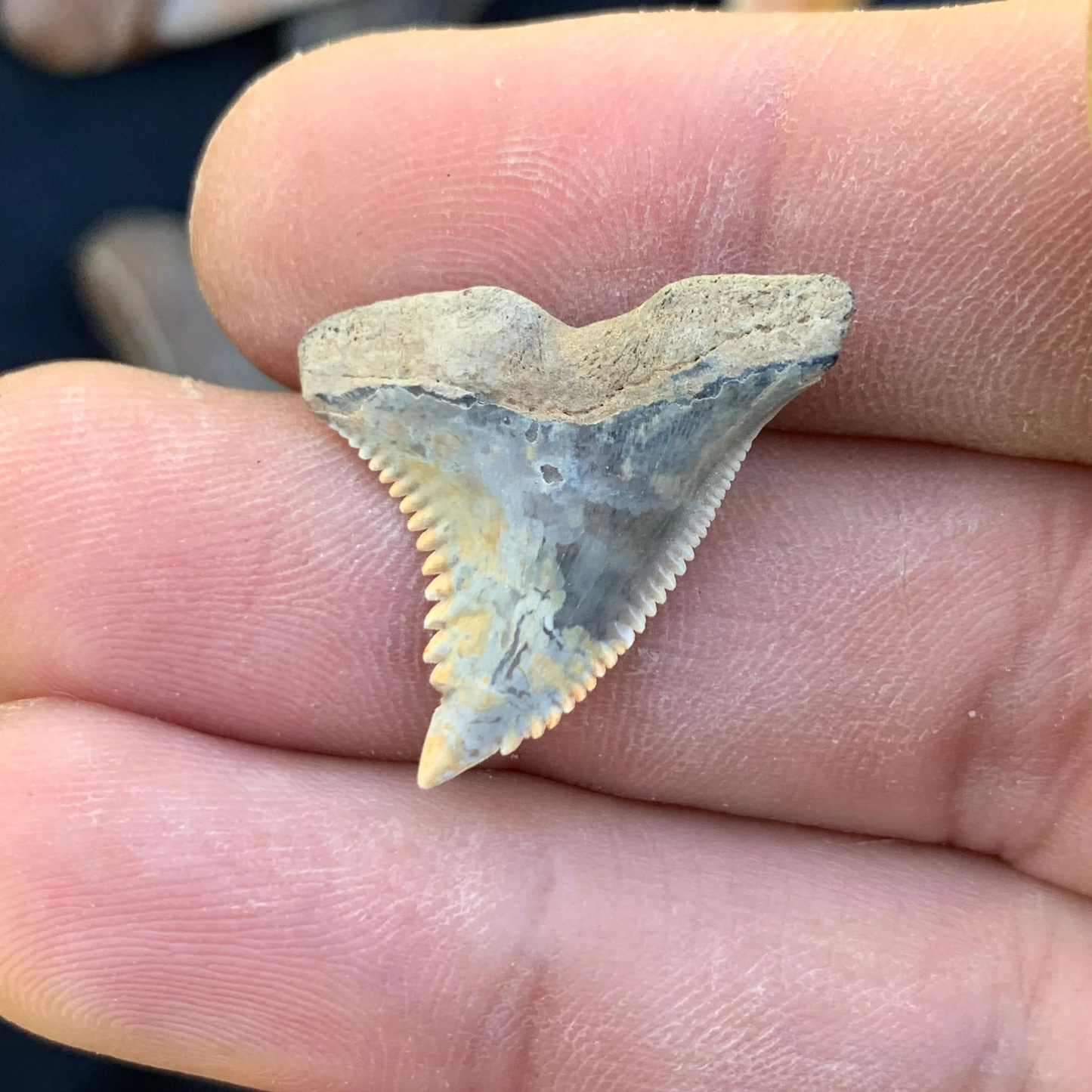 1” Hemipristis serra Shark Tooth - Virginia
