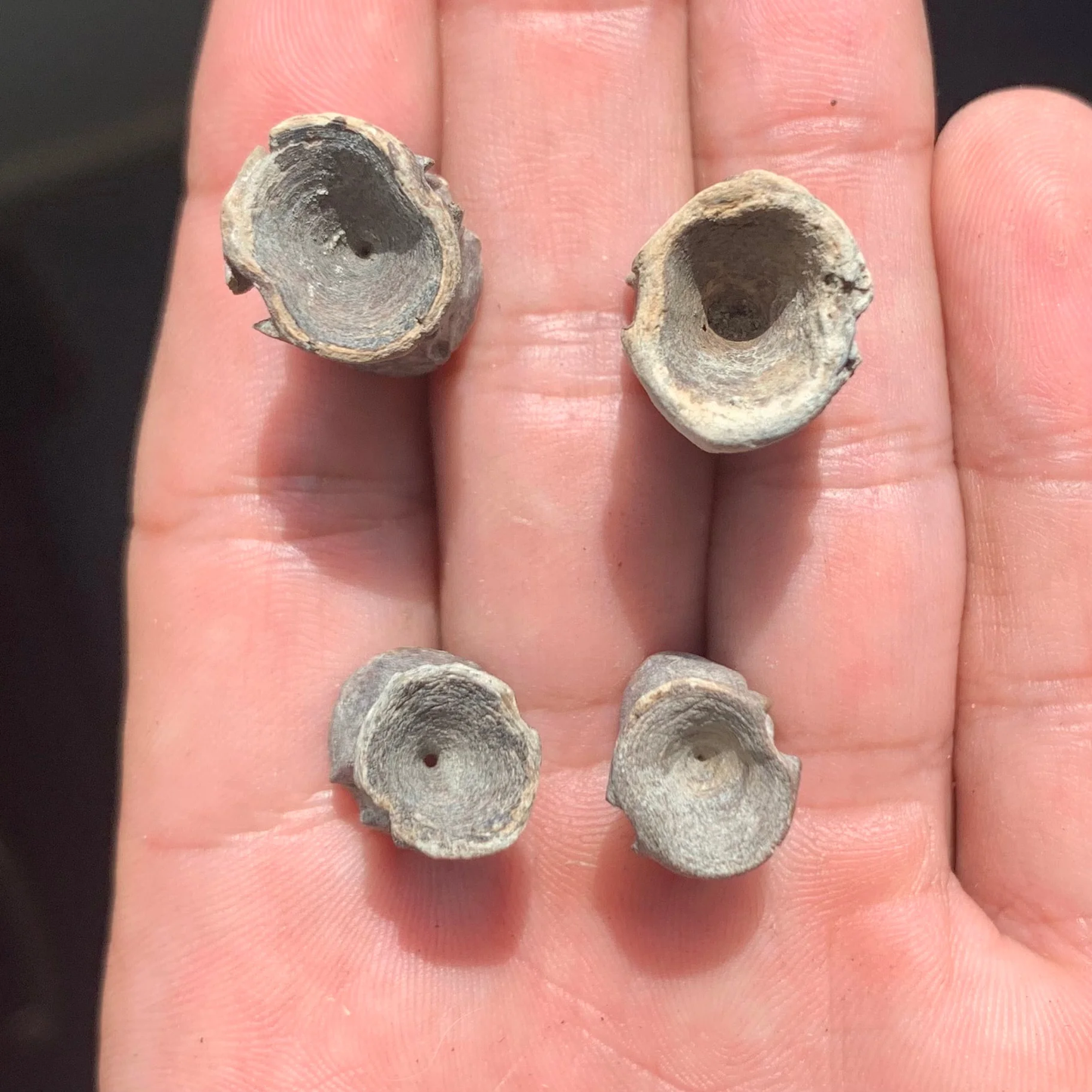 Filefish Vertebrae, Aluterus Sp. - Lee Creek