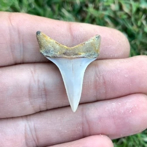 Fossil Carcharodon hastalis - Bakersfield California